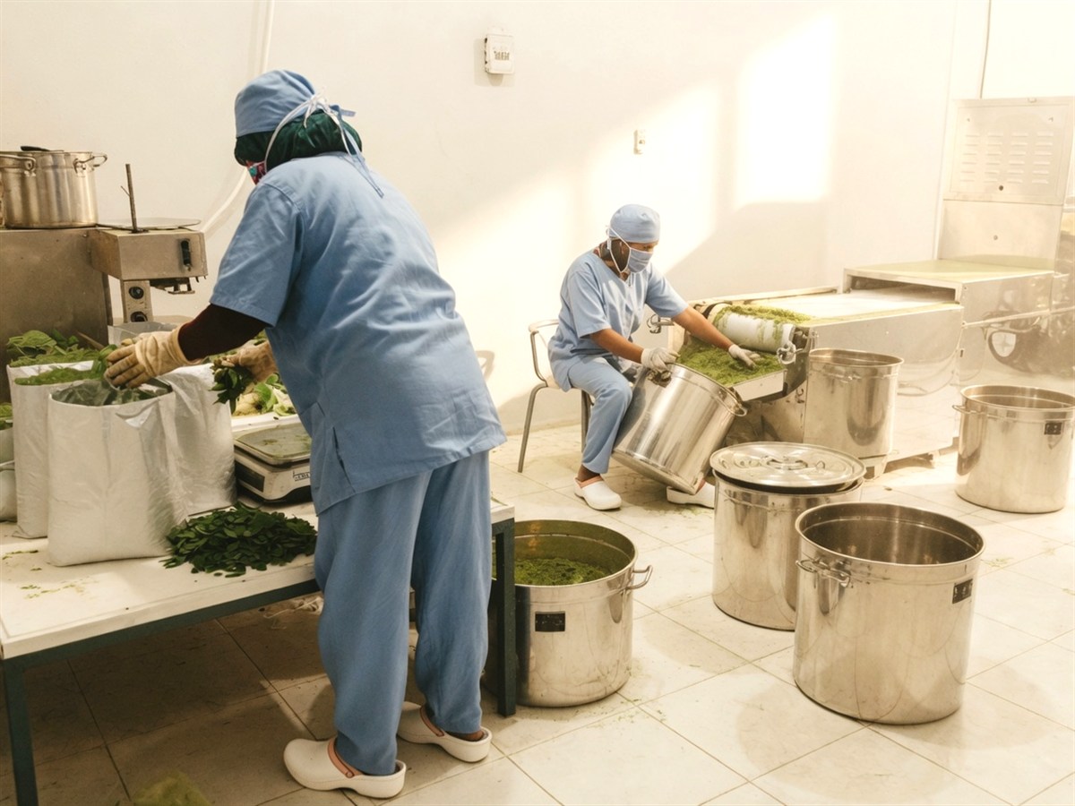 Hygienic kitchen with stainless-steel pots of green moringa puree